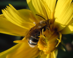 Lasioglossum marginatum