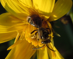 Lasioglossum marginatum