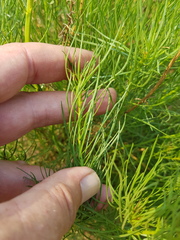 Callilepis leptophylla