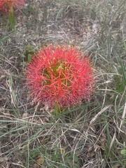 Scadoxus multiflorus multiflorus
