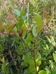 Lyonia lucida