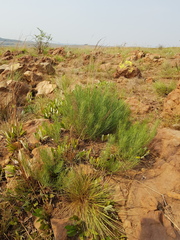 Callilepis leptophylla