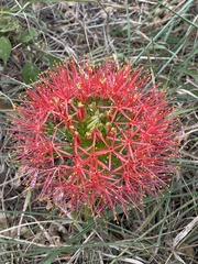 Scadoxus multiflorus multiflorus