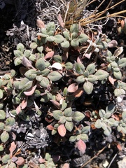 Eriogonum ternatum