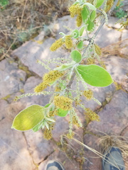 Combretum molle