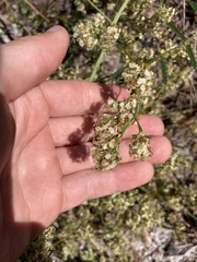 Polygonella polygama polygama