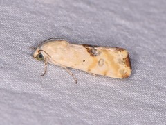 Ponometia libedis