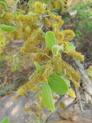 Combretum molle