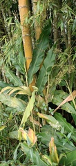 Alpinia sessiliflora