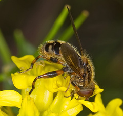 Eurimyia lineata