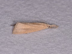 Eoreuma densellus