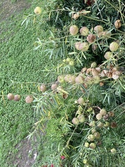 Gomphocarpus physocarpus