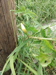 Distimake dissectus dissectus