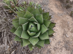 Agave shawii