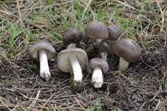 Tricholoma terreum