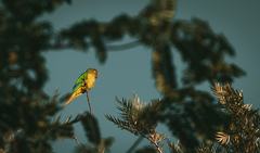 Eupsittula aurea