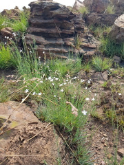 Dianthus mooiensis