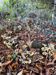 Hypholoma fasciculare