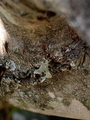 Ramalina americana