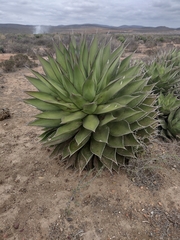 Agave shawii