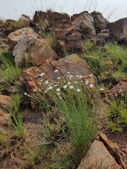 Dianthus mooiensis