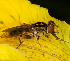 Eurimyia lineata