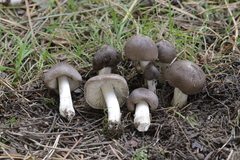 Tricholoma terreum