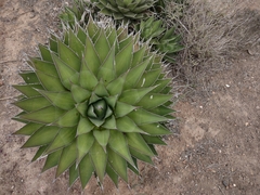 Agave shawii