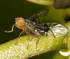 Anomoia purmunda