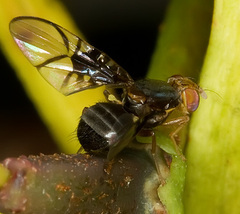 Anomoia purmunda
