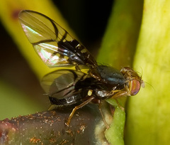 Anomoia purmunda