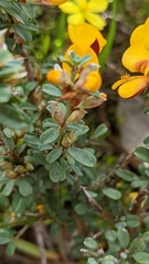 Pultenaea largiflorens