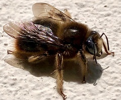 Xylocopa cantabrita