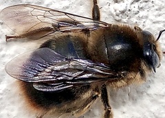 Xylocopa cantabrita