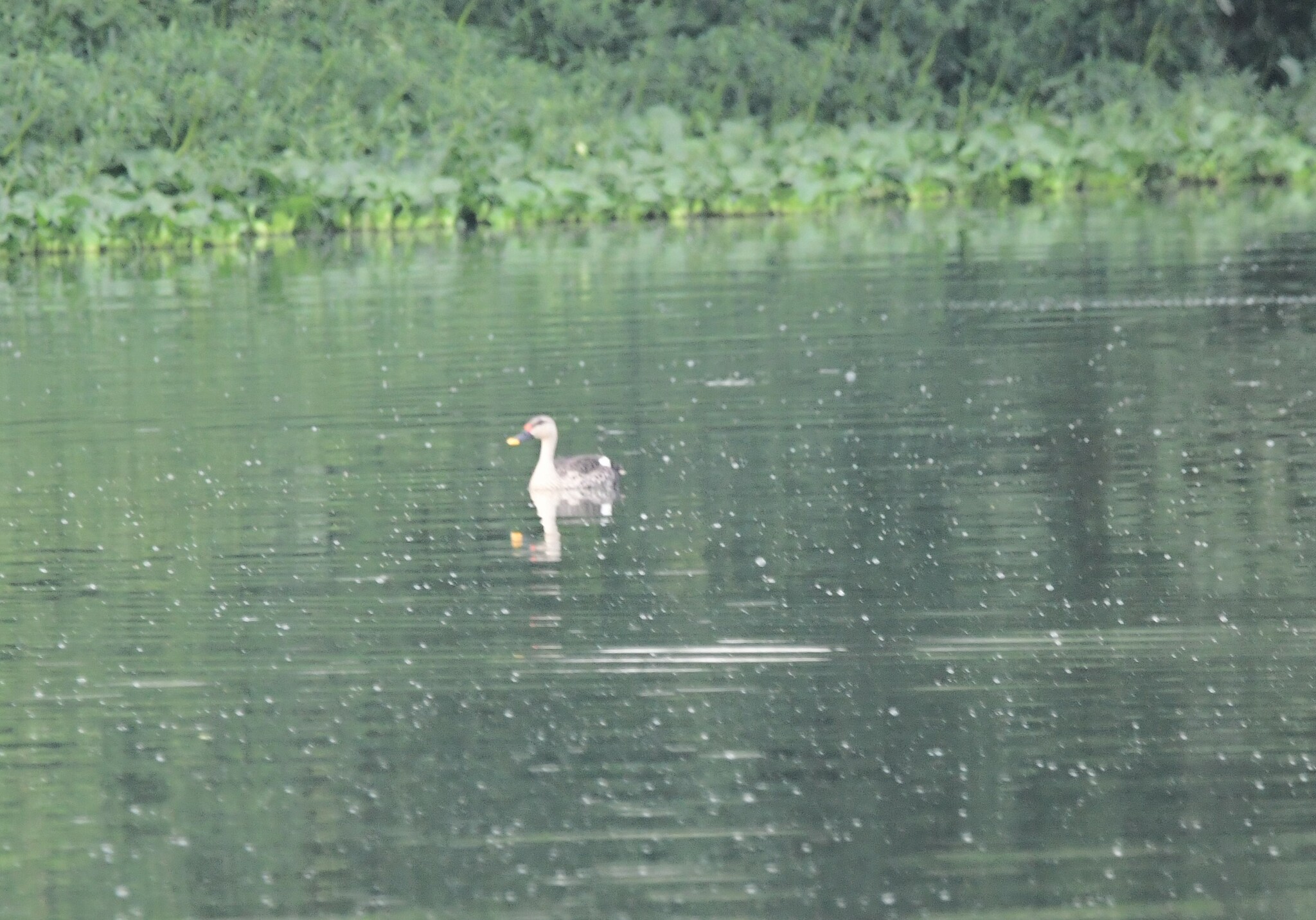Indian Spot-billed Duck