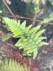 Dryopteris filix-mas