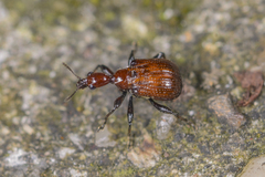 Apoderinae