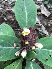 Gomphostemma strobilinum