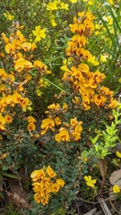 Pultenaea largiflorens
