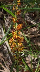 Pultenaea largiflorens