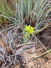 Leobordea foliosa