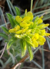Leobordea foliosa