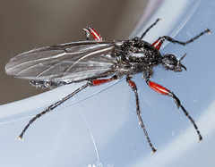 Bibio pomonae