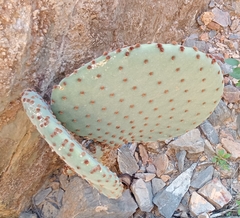 Opuntia leucotricha