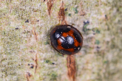 Sticholotis punctata