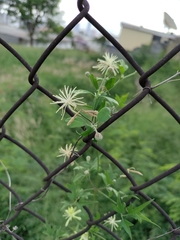 Clematis drummondii