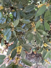 Laurus nobilis