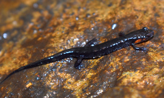 Desmognathus imitator