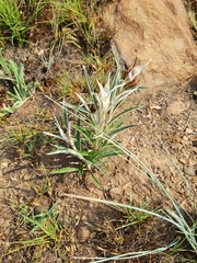 Helichrysum nudifolium