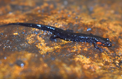 Desmognathus imitator